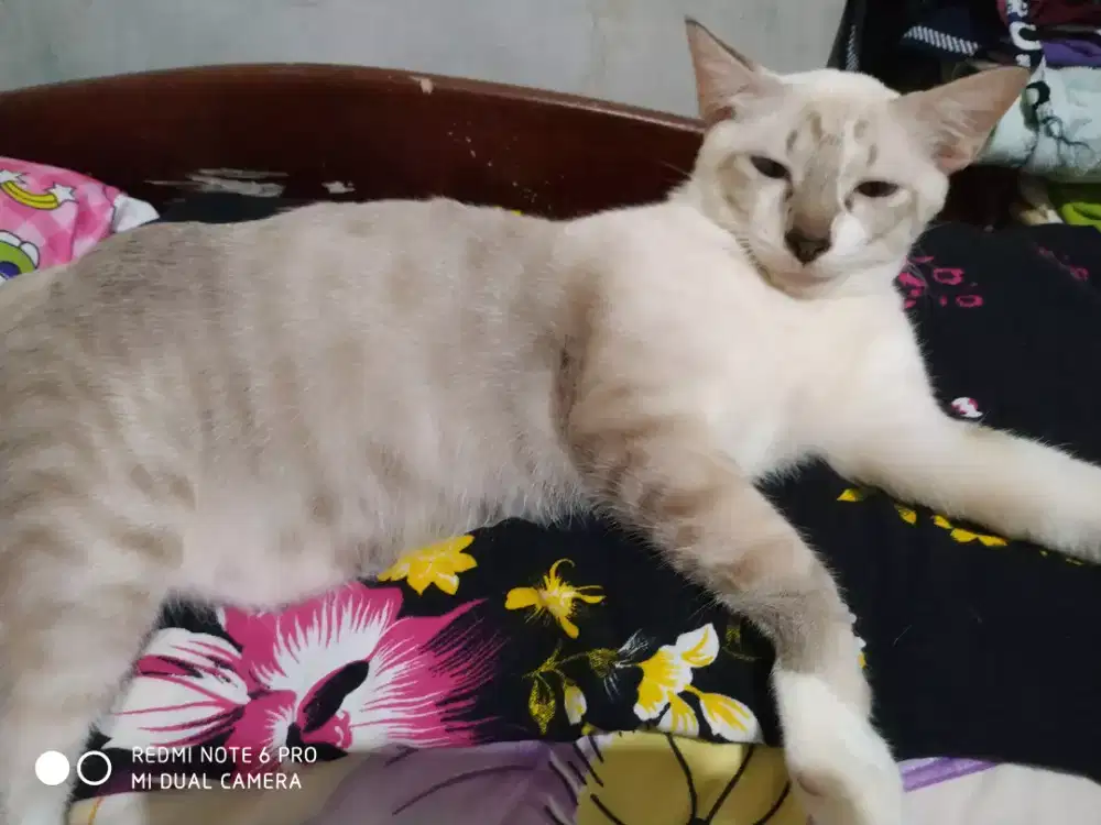 Jual kucing Himalaya