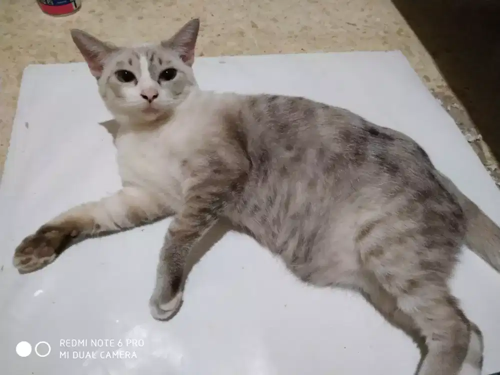 Jual kucing Himalaya