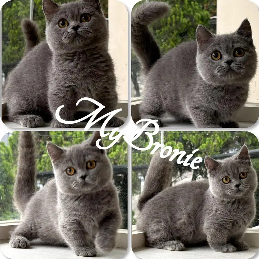 Kucing munchkin british anakan import