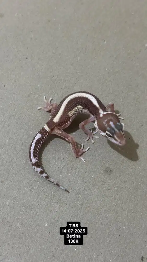 GECKO TREMPER BOLD STRIPE BETINA