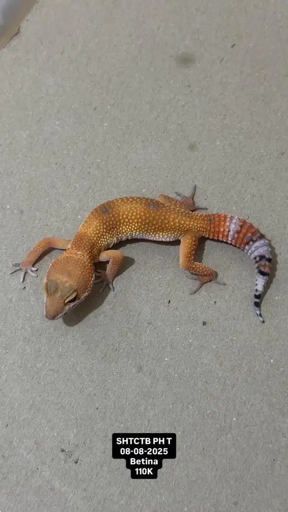 GECKO SHTCTB BETINA