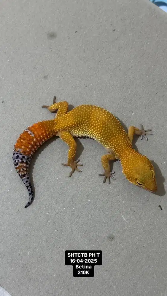 Gecko SHTCTB Betina