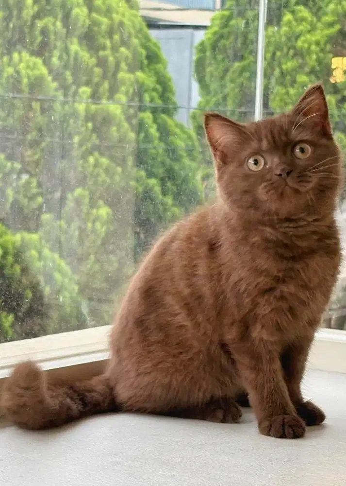 Kucing british shorthair chocolate betina