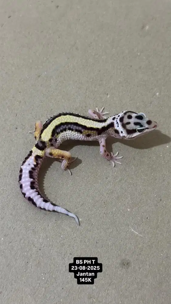 Gecko Bold Stripe Jantan