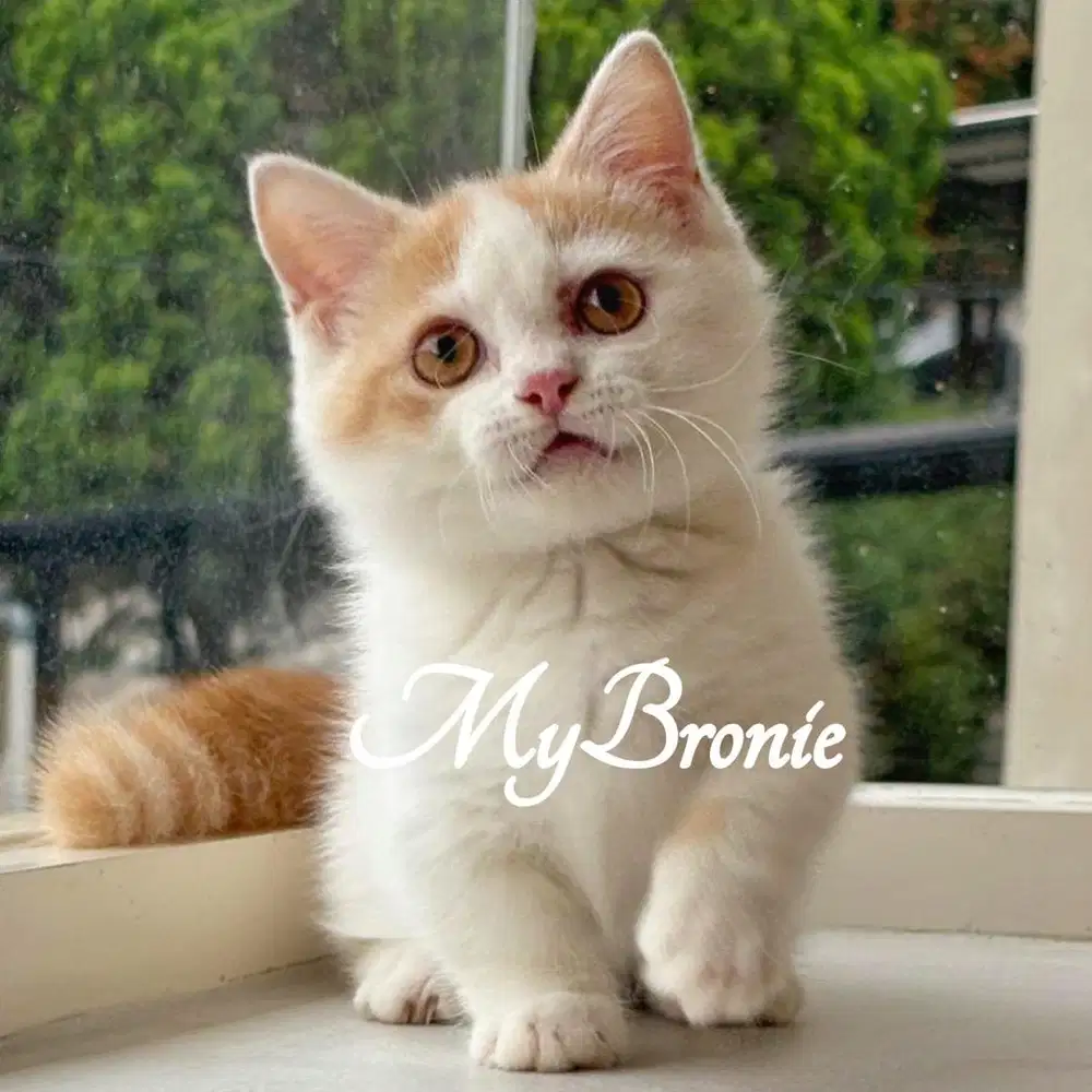 Kucing munchkin british jantan