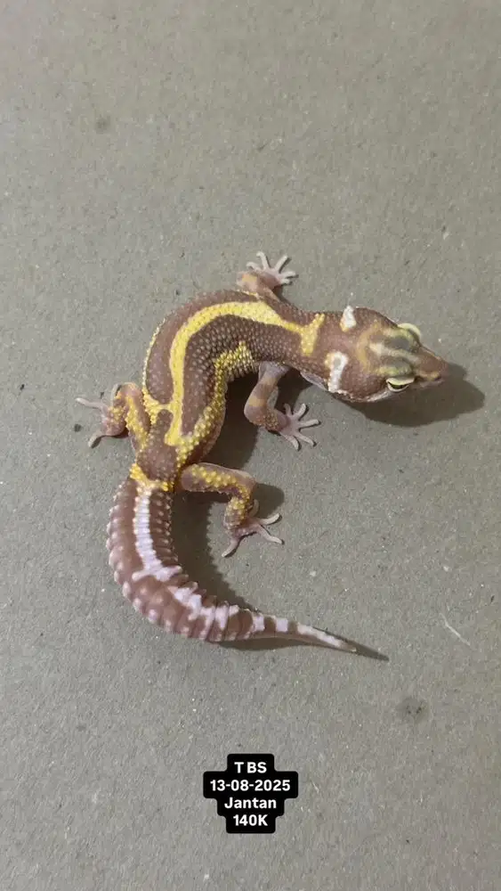 Gecko Tremper Bold Stripe Jantan