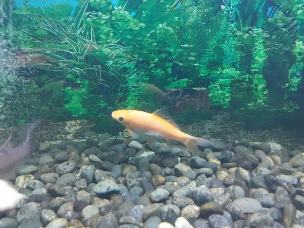 Jual ikan Nilem/Nilam Hias