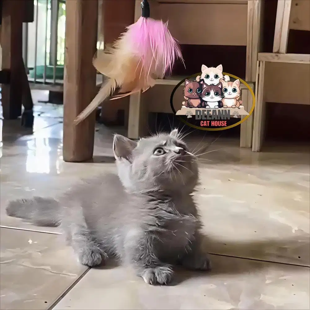 Kucing Munchkin BSH Fawn Solid (Limited)