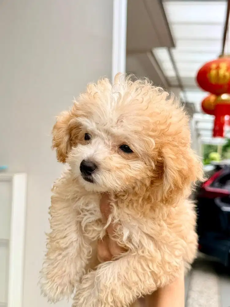 jual anak kan tiny poodle 3 bulan