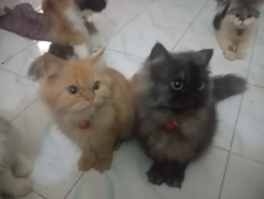 Oyen & Black Smoke Premium Murah Meriah