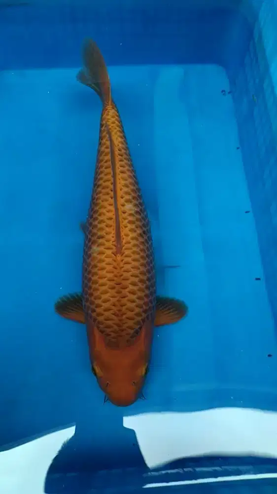 Ikan koi blitar Chagoi Caramel 48cm Male