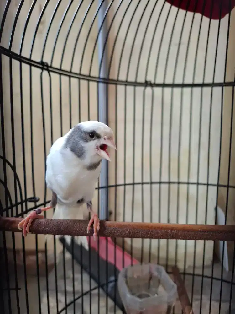 Kenari panda gacor kenari AF panda simetris gacor kenari barong panda