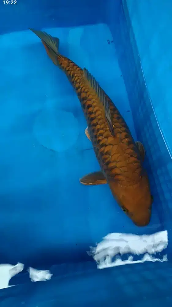 Ikan koi blitar Chagoi Aragoke 51cm Male