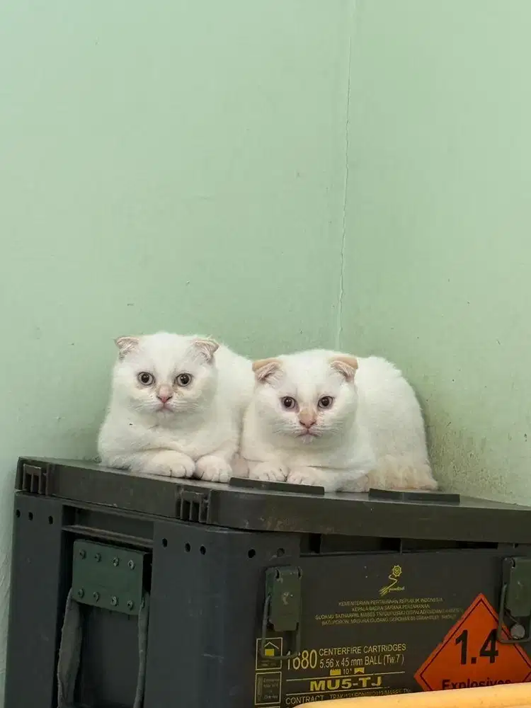 Scottish fold jantan