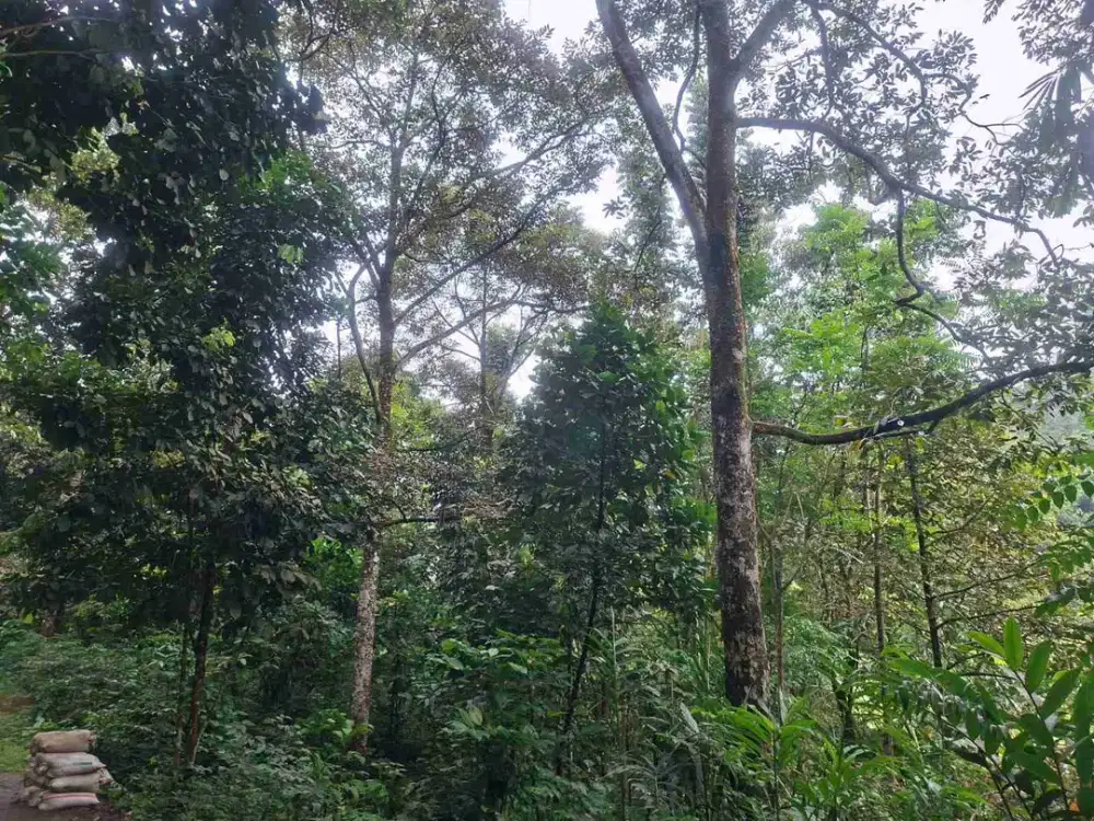 jual tanah murah LT 1700m², girik,  nempel jln desa