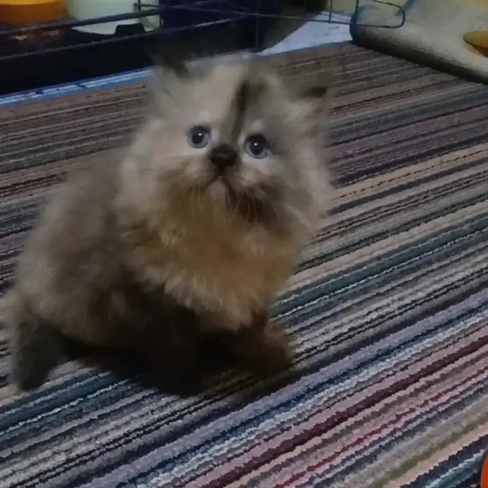 Kucing Persia Himalaya Cemong