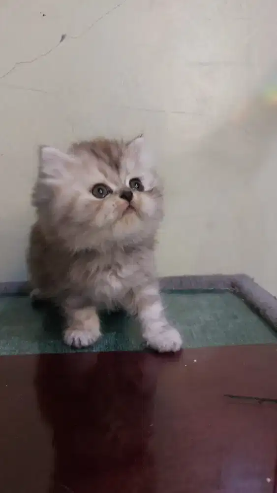 Kitten ras campuran peaknose dan persia