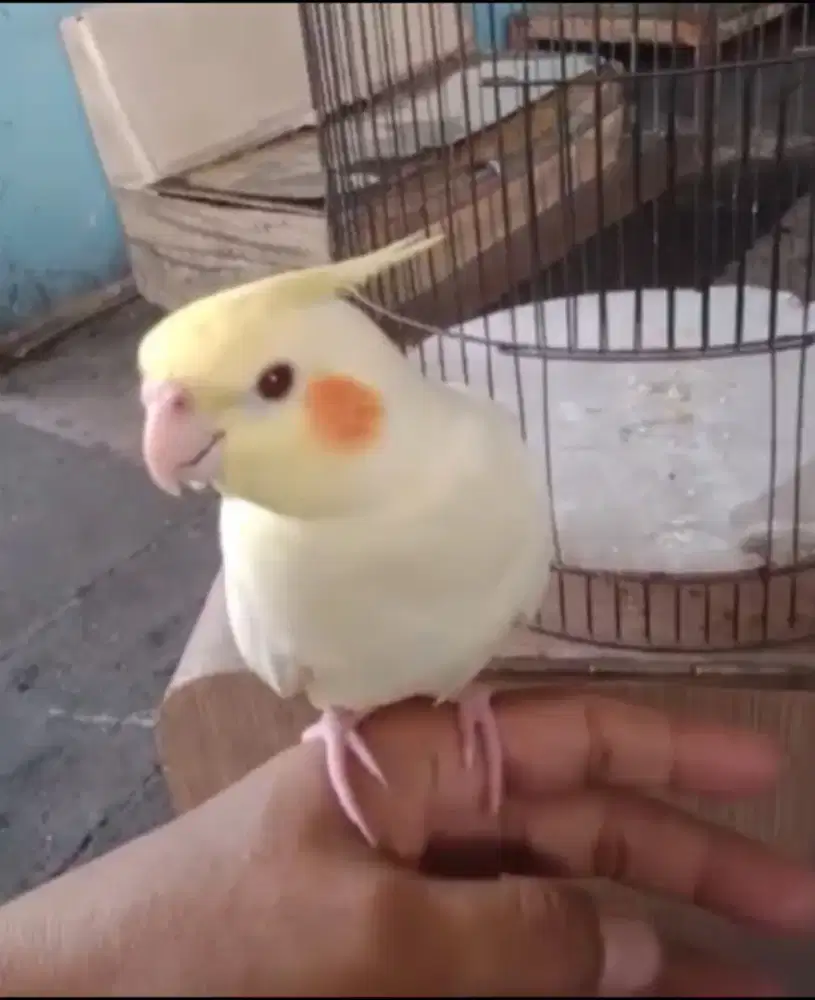 Falk Parkit Australia Jinak Warna Lutino Cantik