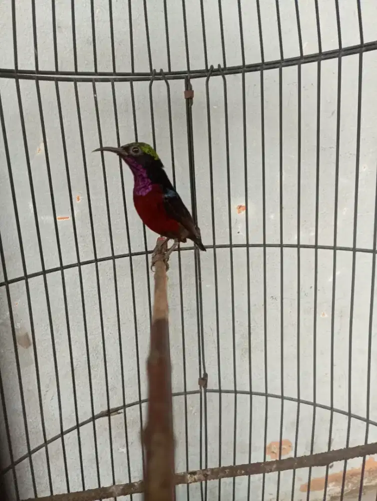 Burung ko nin da cok Gacor isian platuk