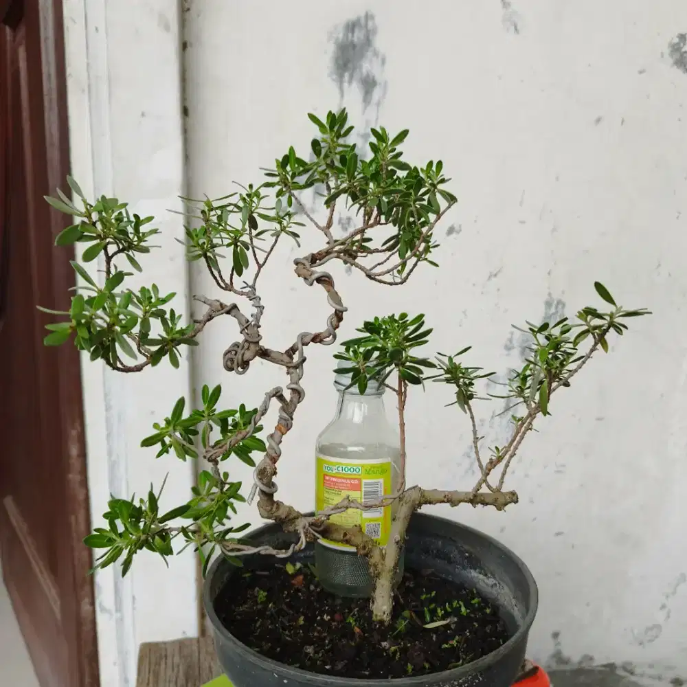 Bonsai Santigi Mame