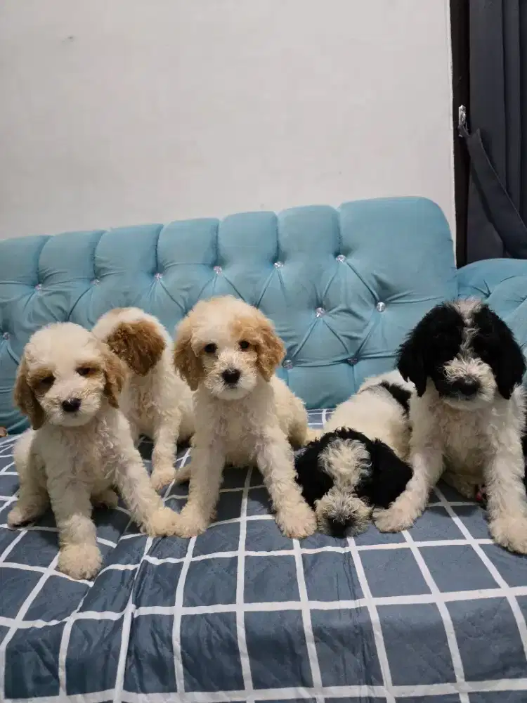 Giant poodle jantan & betina FREE ONGKIR