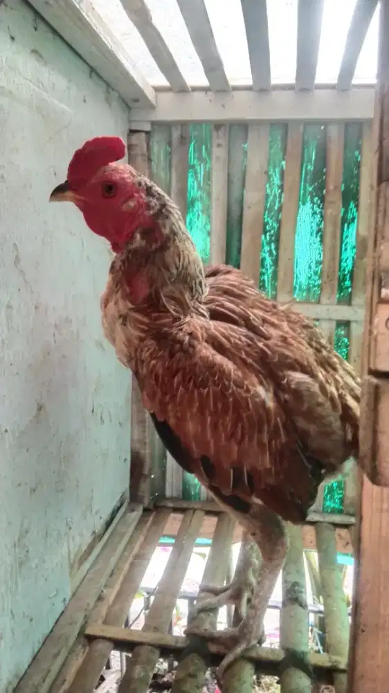 Ayam jago mangon BULBi