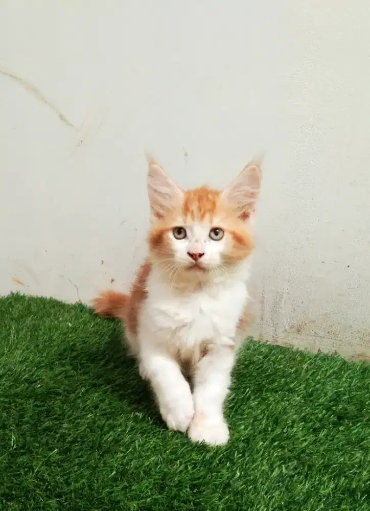 Kitten mainecoon betina pure no mix. Induk ped cfa maine Coon