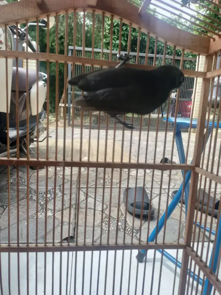 Burung irian / murai hitam