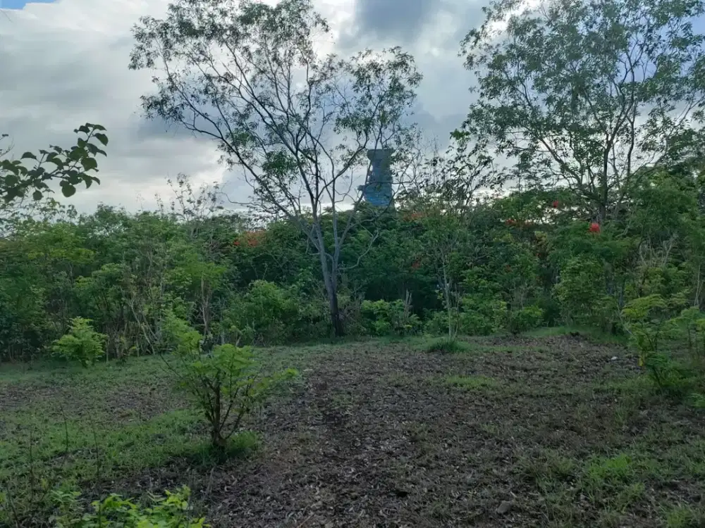 Di kontrakkan tanah luas 50 are bs di ambil 25 are Lokasi jl utama pura pengulapan ungasan