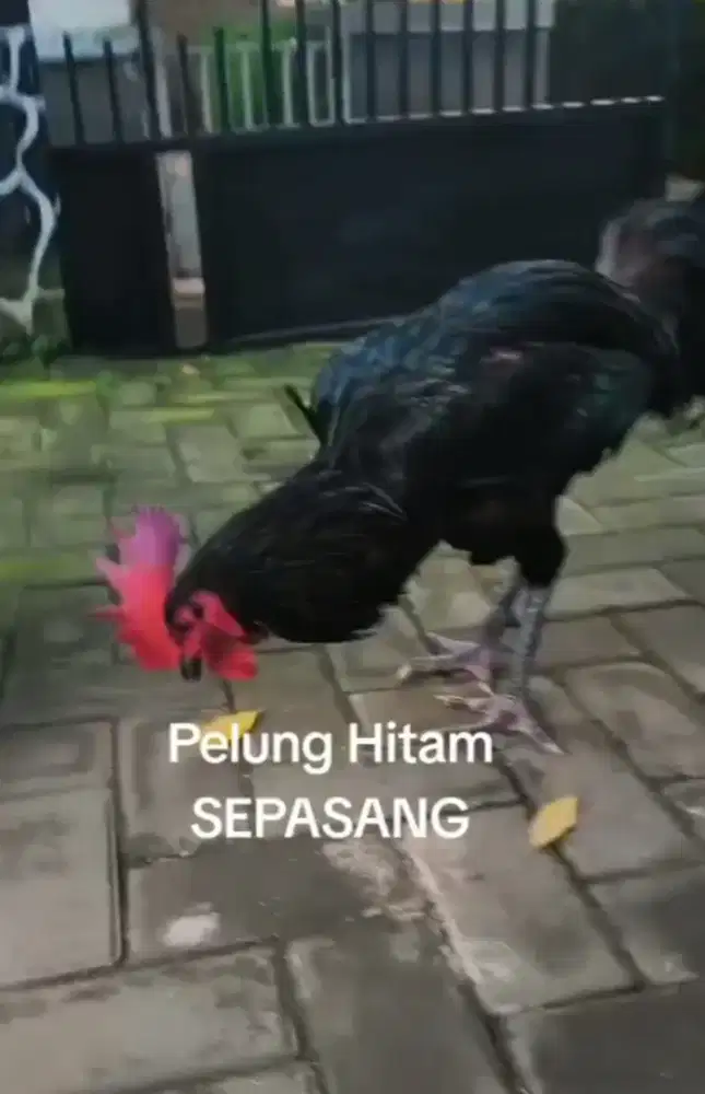 Sepasang Ayam Pelung Hitam Full