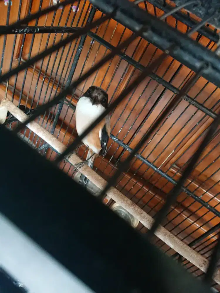 Pentet harian hampir gacor  bunyi bs tt mulus fs