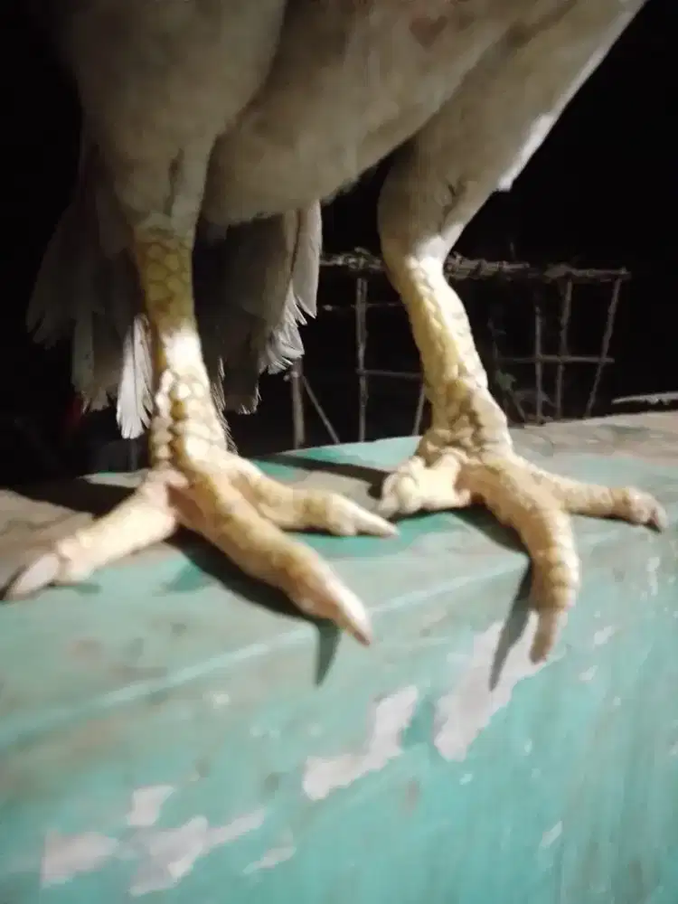 Ayam biang Birma Telor ijo