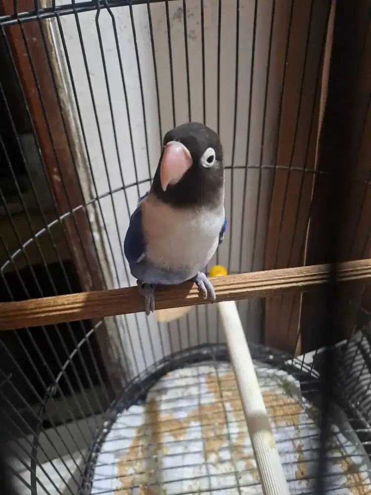 Love bird vio betina