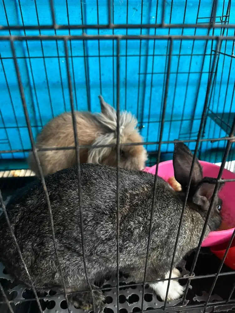 Kelinci besar jantan betina