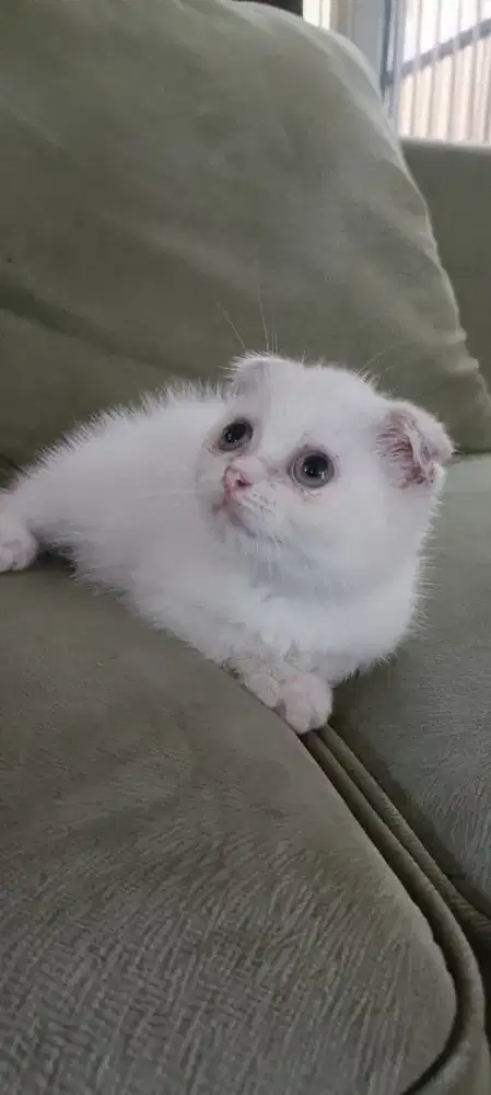 Kitten Scottish Fold Jantan