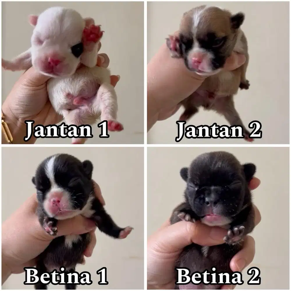 Open booking french bulldog puppy