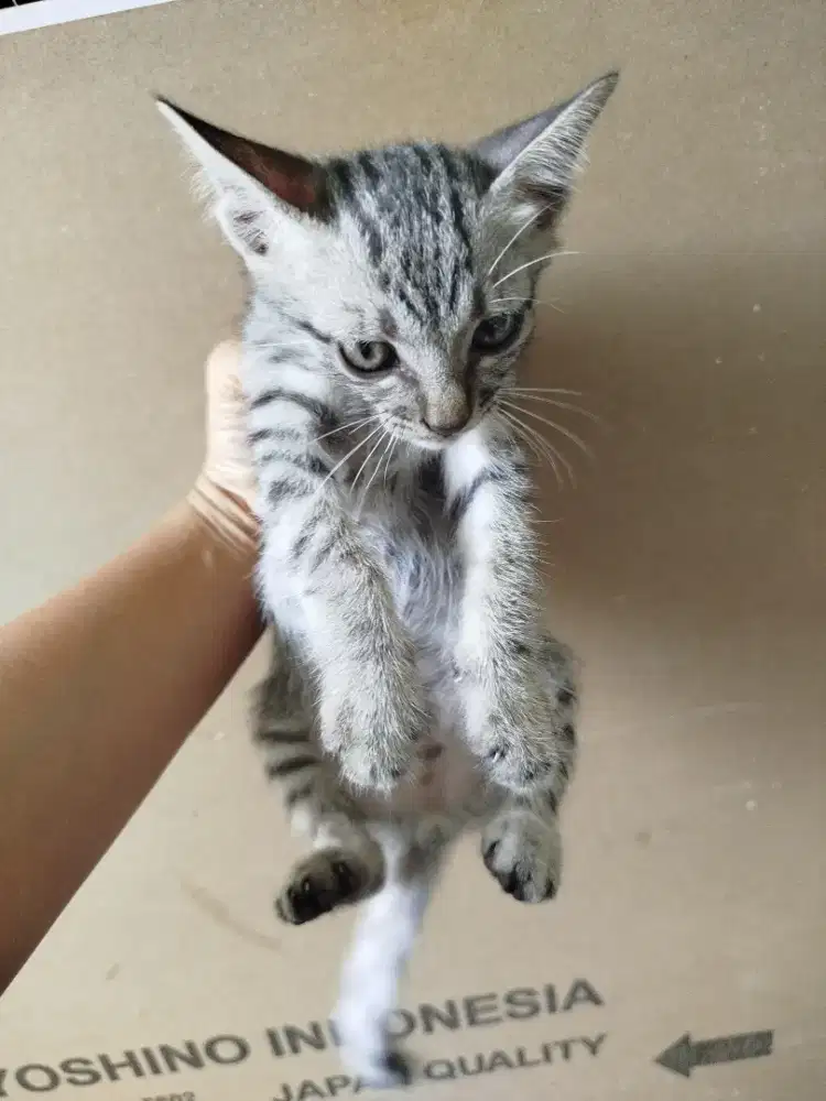 Free kitten lokal. Lok panjer