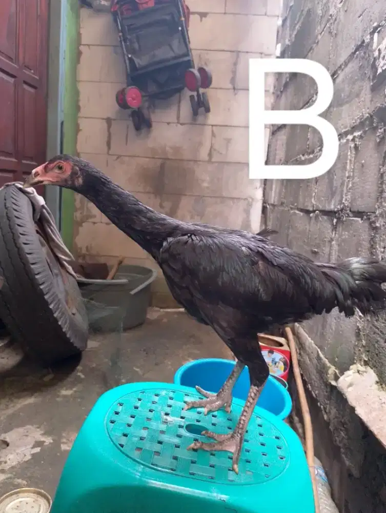 Ayam Bangkok remaja betina