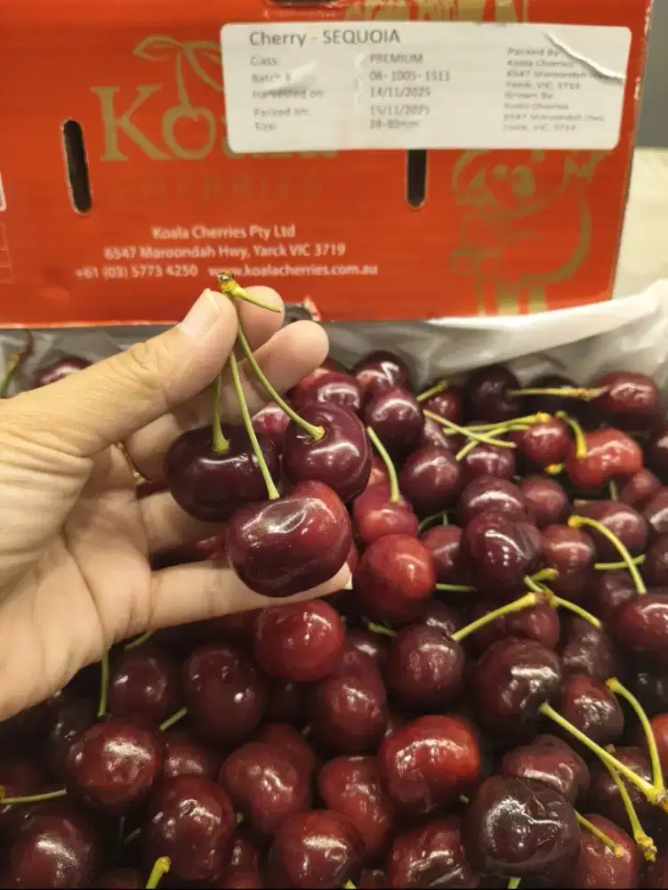 Cherry koala Australia