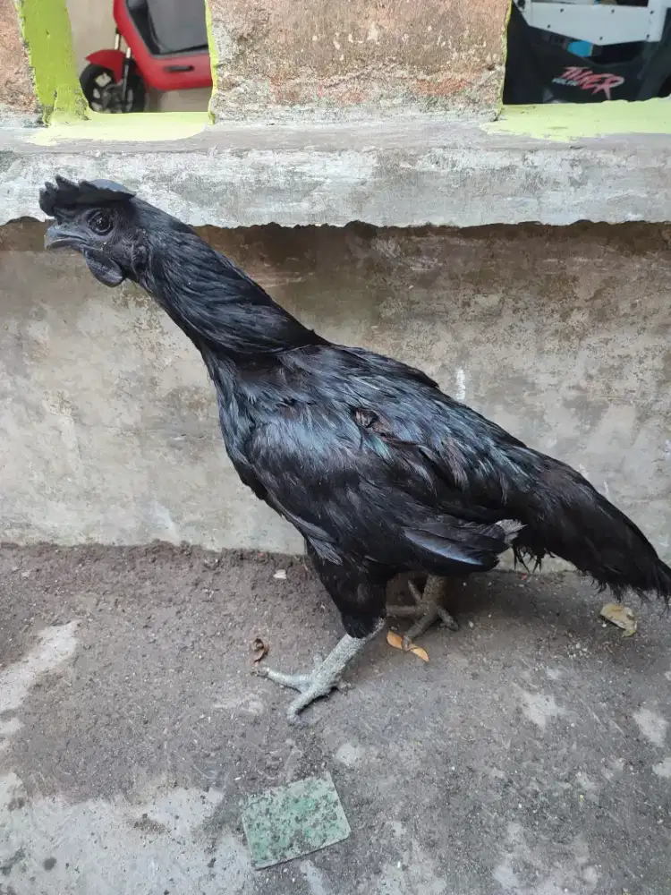 Ayam cemani betina indukan minus