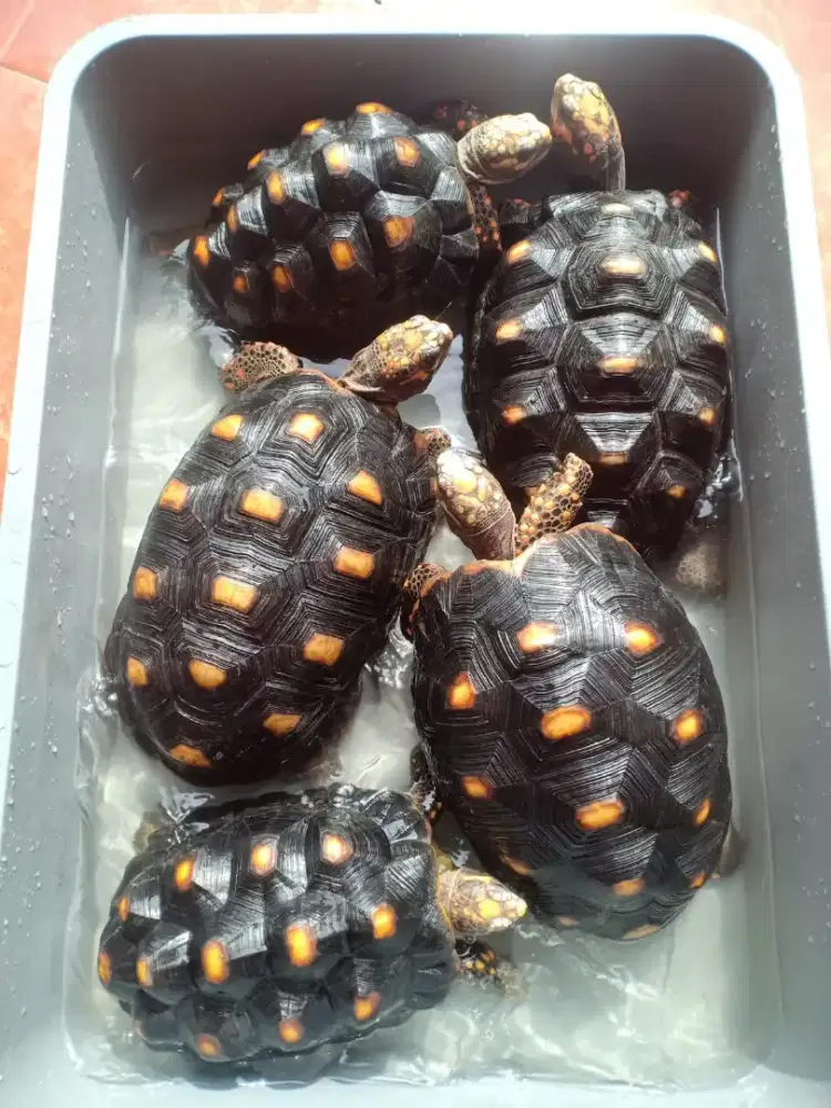 Redfoot betina cakep2