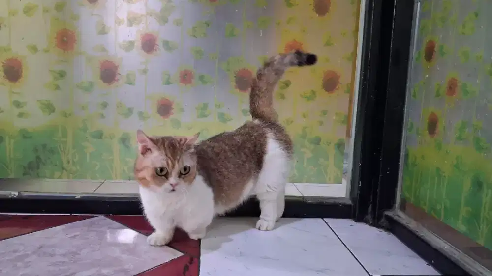 Muchkin Golden Bico NY25 Indukan