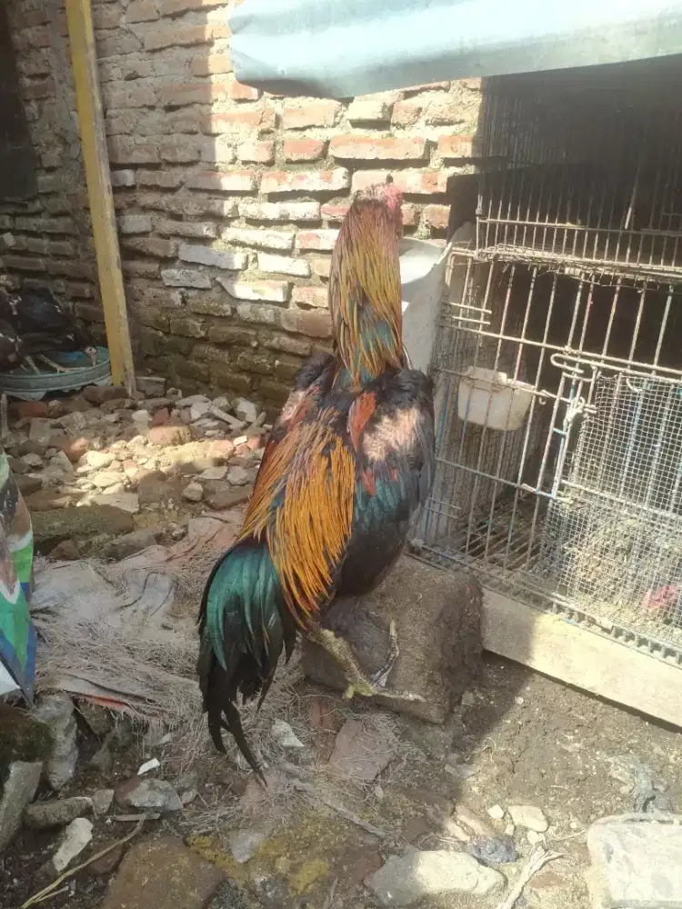 Jual ayam bangkok super mewah kaki baja