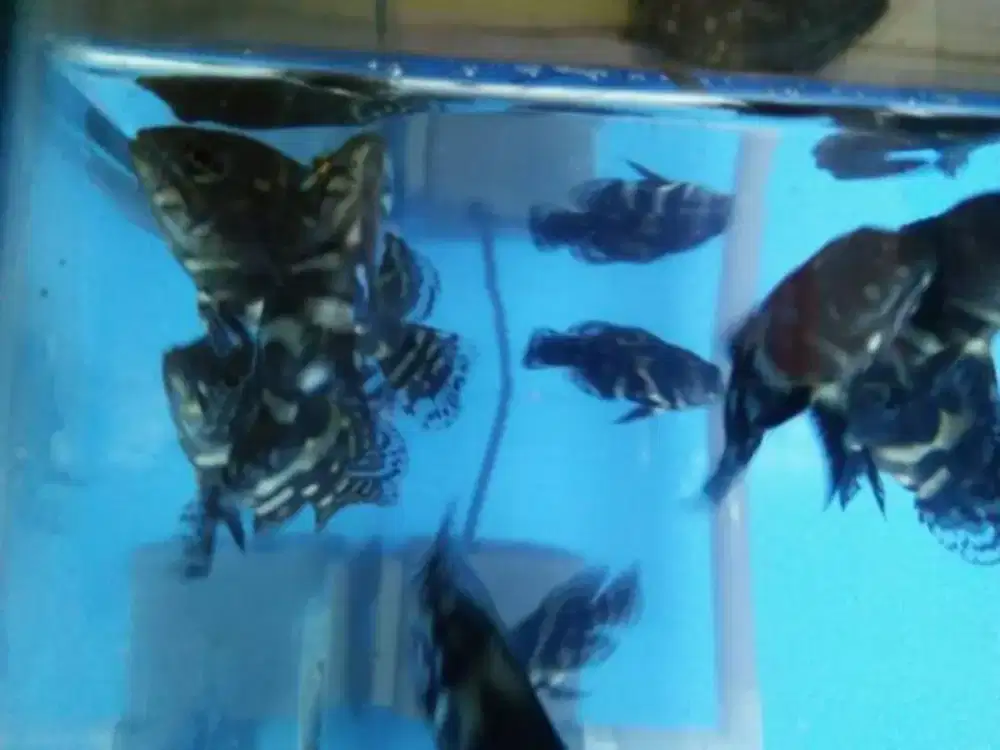 Ikan hias oscar batik sama tenbaga 3-4