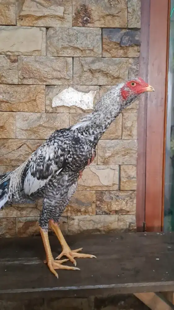 Ayam Shamo Eropa Asli – Darah Bagus, Siap Cetak Anakan Premium