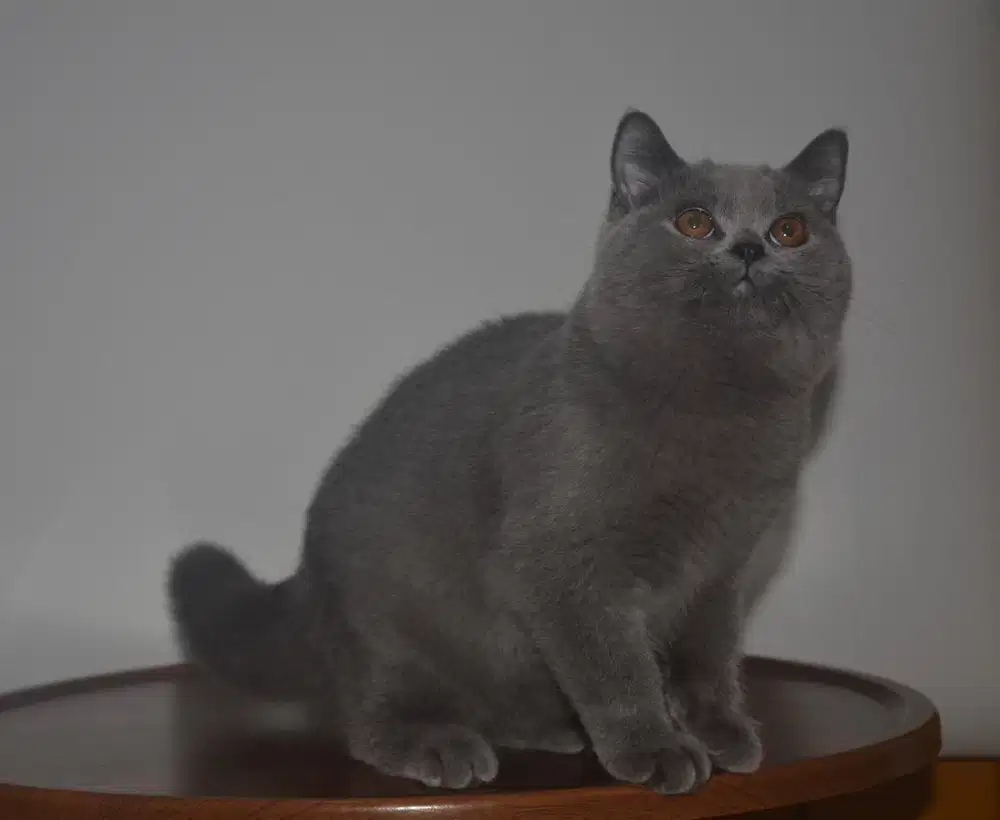 British shorthair pedigree
