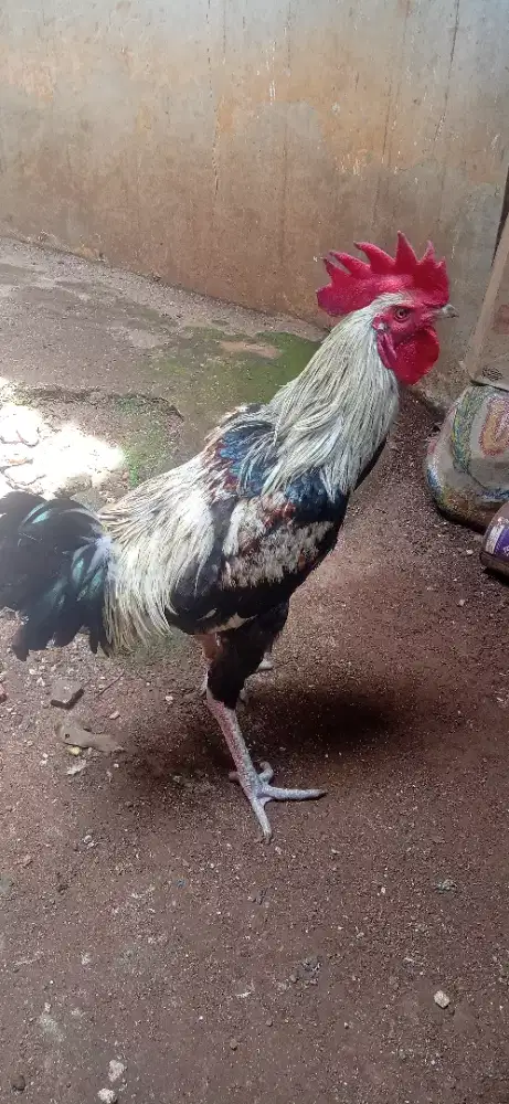 Ayam Jago Pelung