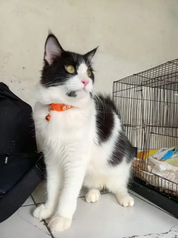 JANTAN PERSIA Murmer