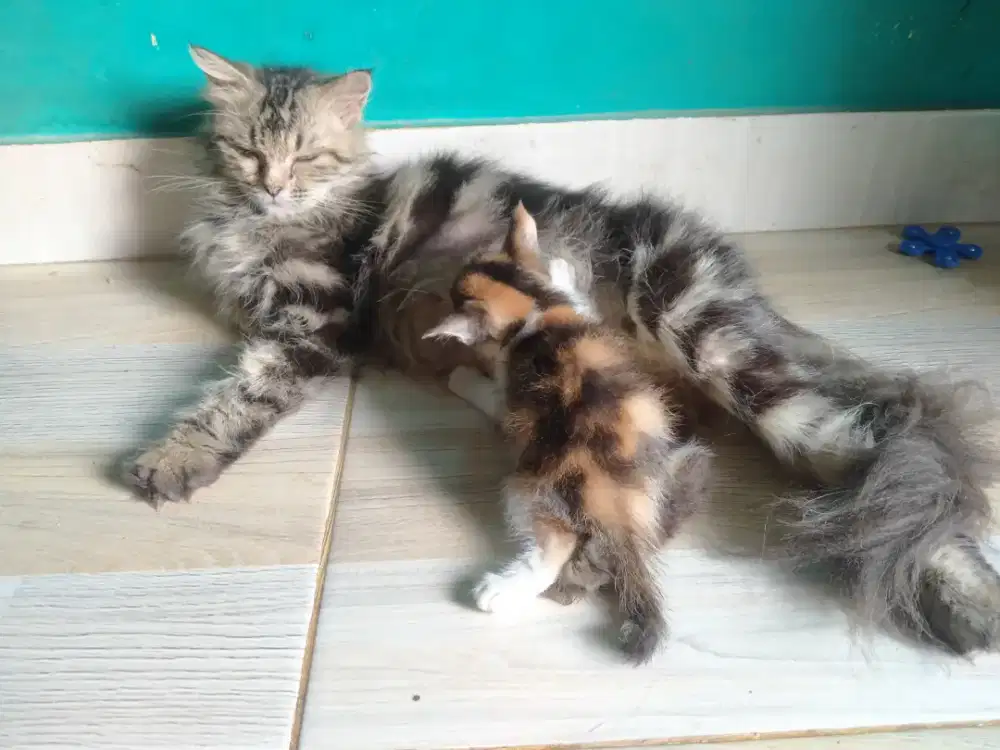 Kucing Persia betina longhair bulu kapas jinak bulu bebas rontok