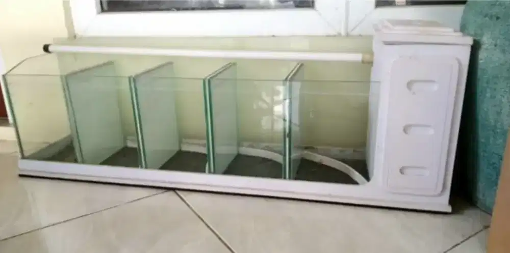 Aquarium ikan cupang